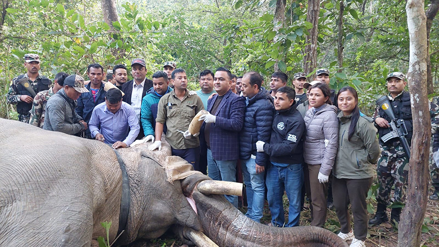 २५ जनाको ज्यान लिने ‘ध्रुवे’ हात्तीलाई नियन्त्रणमा लिएर दाह्रा काटिने