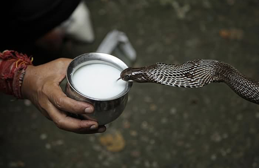  नाग पञ्चमीको धार्मिक महत्व के हो ? जानौँ नाग पूजा गर्ने कारण; 