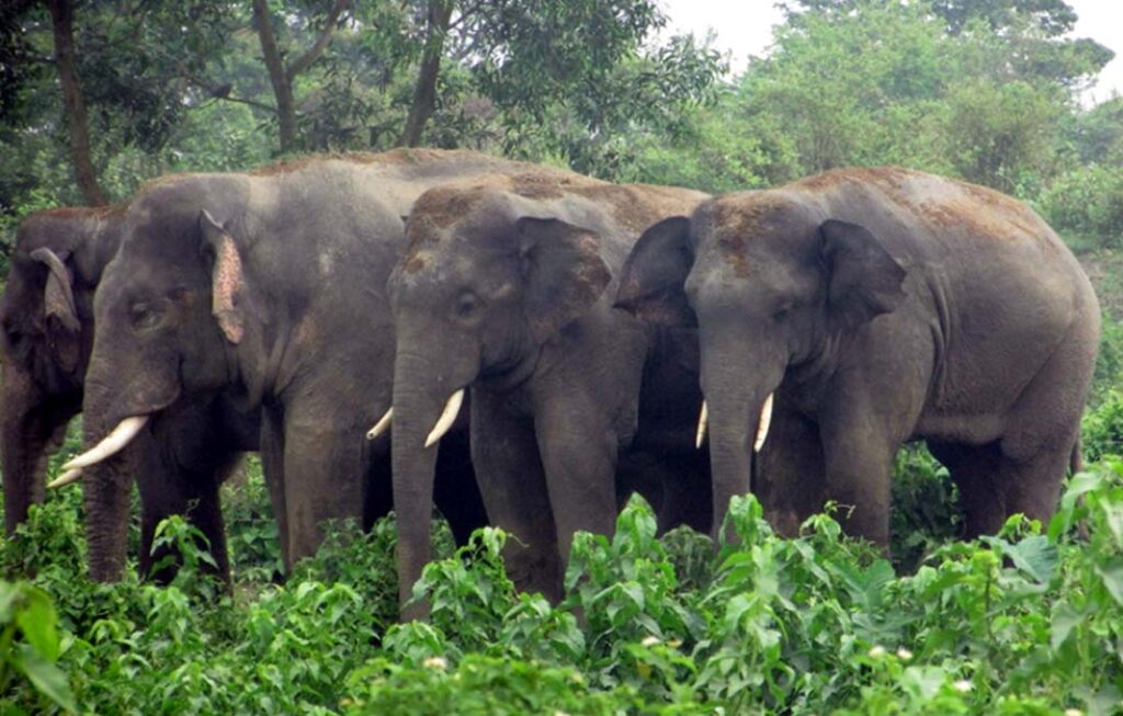 २२ वटा हात्ती लागे भारततिर